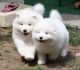 Samoyed Puppies for sale in Portland, OR, USA. price: $400