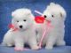 Samoyed Puppies for sale in Chicago, IL, USA. price: $400