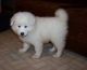Samoyed Puppies for sale in Burlington, VT, USA. price: $400