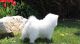Samoyed Puppies for sale in Wyoming, MI, USA. price: $550
