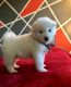 Samoyed Puppies for sale in Salisbury, MD, USA. price: $650