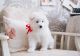 Samoyed Puppies for sale in Detroit, MI, USA. price: NA