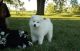Samoyed Puppies for sale in San Jose, CA, USA. price: NA