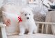 Samoyed Puppies for sale in Columbus, OH, USA. price: NA
