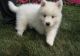 Samoyed Puppies for sale in Bakersfield, CA, USA. price: NA