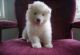 Samoyed Puppies for sale in Chicago, IL 60638, USA. price: $400