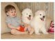 Samoyed Puppies for sale in 53098 Frazier Creek Rd, Talihina, OK 74571, USA. price: NA