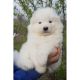 Samoyed Puppies for sale in Sacramento, CA 95820, USA. price: NA