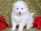 Samoyed Puppies for sale in Sterling, OH 44276, USA. price: $450