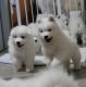 Samoyed Puppies for sale in New York, NY, USA. price: $400