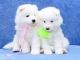 Samoyed Puppies for sale in Ashburnham, MA, USA. price: NA