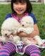 Samoyed Puppies for sale in Newark, DE, USA. price: $500