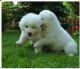 Samoyed Puppies for sale in New York, NY, USA. price: $300