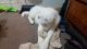 Samoyed Puppies for sale in Elizabeth, NJ, USA. price: $300