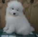Samoyed Puppies for sale in Charlton, MA 01507, USA. price: NA