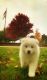 Samoyed Puppies for sale in Valparaiso, IN, USA. price: $1,600