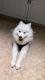 Samoyed Puppies for sale in 244 Mooney Pond Rd, Selden, NY 11784, USA. price: $1,200