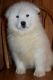Samoyed Puppies for sale in Sugar City, ID, USA. price: NA