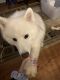 Samoyed Puppies for sale in McLean, VA, USA. price: $1,000