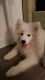 Samoyed Puppies for sale in Jersey City, NJ 07310, USA. price: $1,500