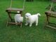 Samoyed Puppies