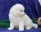 Samoyed Puppies for sale in Omaha, NE, USA. price: NA