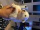 Samoyed Puppies for sale in Baltimore, MD, USA. price: $550
