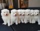 Samoyed Puppies for sale in New York, NY, USA. price: $500