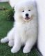 Samoyed Puppies for sale in New York, NY, USA. price: $1,000