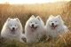 Samoyed Puppies for sale in Mountain Dr NE, Atlanta, GA 30342, USA. price: $1,000