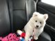 Samoyed Puppies for sale in Grafton, OH, USA. price: $1,500