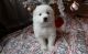 Samoyed Puppies for sale in Los Angeles, CA, USA. price: NA