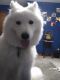 Samoyed Puppies for sale in Conneaut, OH 44030, USA. price: $1,000
