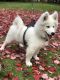 Samoyed Puppies for sale in Liberty, NY, USA. price: $6,000