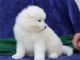 Samoyed Puppies for sale in New York, NY, USA. price: $700
