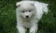 Samoyed Puppies for sale in Fresno, CA, USA. price: NA
