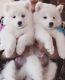 Samoyed Puppies for sale in California City, CA, USA. price: $2,800