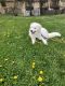 Samoyed Puppies for sale in NJ-41, Deptford Township, NJ, USA. price: $900