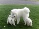 Samoyed Puppies for sale in Ohio City, OH 45874, USA. price: NA