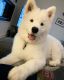 Samoyed Puppies for sale in Virginia Beach, VA, USA. price: $800