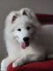 Samoyed Puppies for sale in Oshkosh, WI, USA. price: $2,500