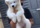 Samoyed Puppies for sale in Ottawa, ON, Canada. price: NA
