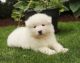 Samoyed Puppies for sale in Staten Island, NY, USA. price: NA
