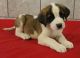 Santal Hound Puppies for sale in Anchorville, MI 48023, USA. price: NA