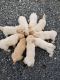 Sapsali Puppies for sale in Lynnwood, WA 98036, USA. price: NA