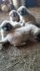 Sarplaninac Puppies for sale in Terlton, OK 74081, USA. price: NA