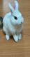 Satin Angora Rabbits for sale in Sacramento, CA, USA. price: $160