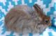 Satin Angora Rabbits for sale in Floral City, FL 34436, USA. price: $65