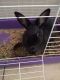 Satin rabbit Rabbits for sale in 78154 Schertz Pkwy, Schertz, TX 78154, USA. price: NA