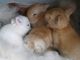 Satin rabbit Rabbits for sale in Augusta, GA, USA. price: NA